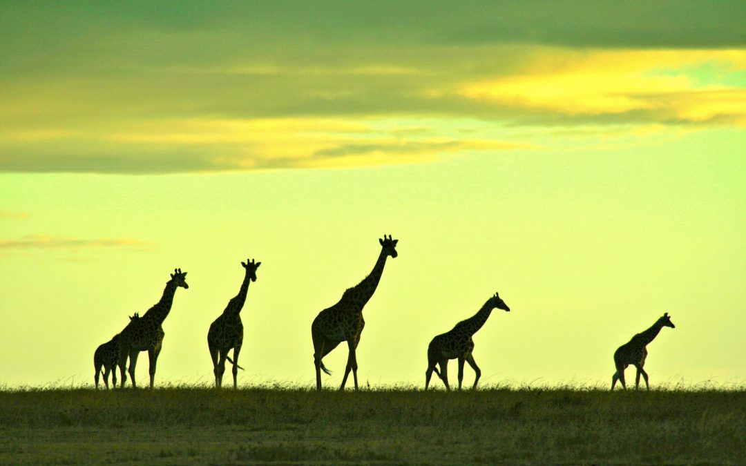 Min-On Music Journey No. 101: Republic of Kenya