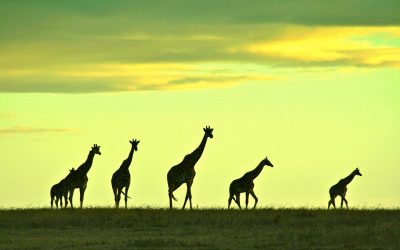 Min-On Music Journey No. 101: Republic of Kenya